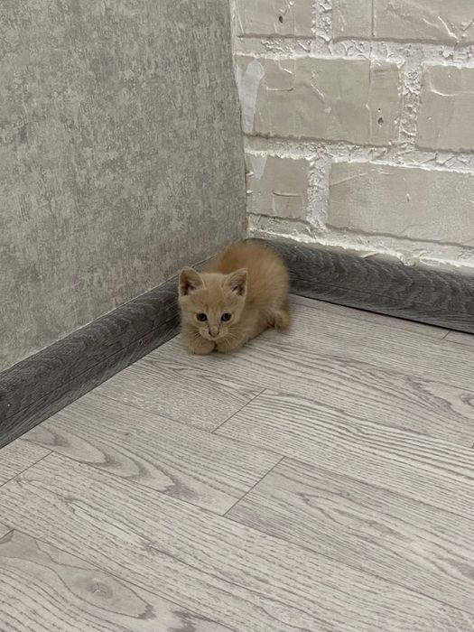 Отдам котят в хорошие руки