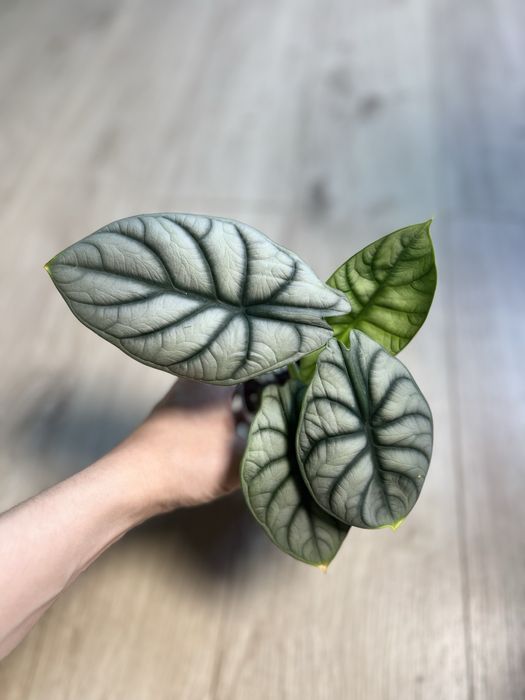 Детки и клубни алоказий