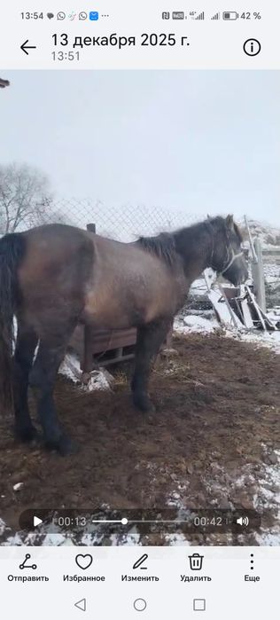 продаю кунан жылкы