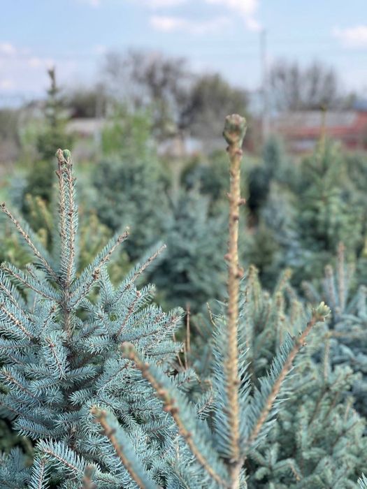 Продам декоративные деревья, в любом количестве