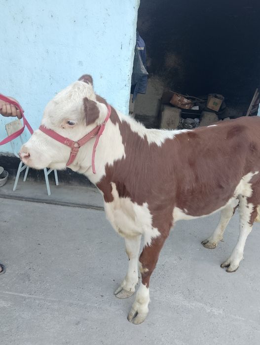 Парода ургочи сотилади