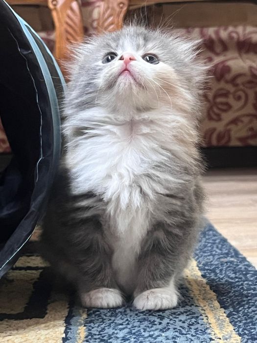 Шотландские малыши