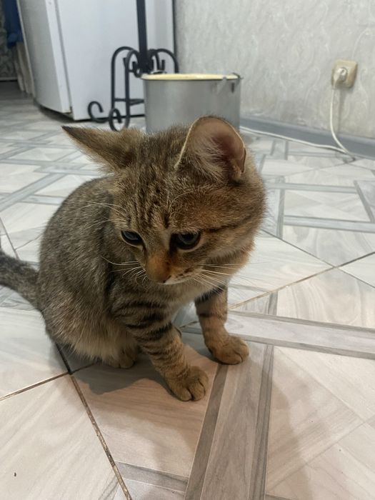 В хорошие руки кот