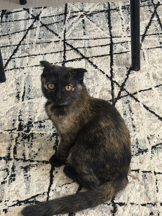 Котенок воспитанный
