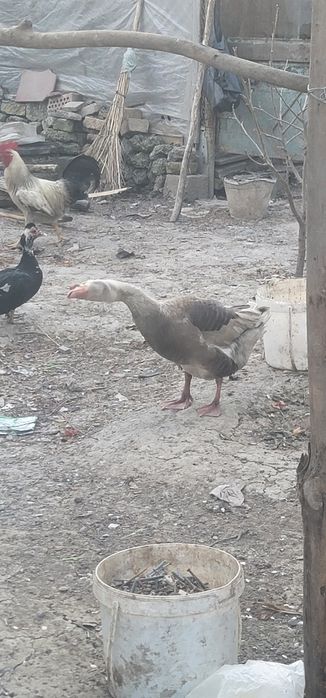 2 ta erkak g'oz sotiladi.