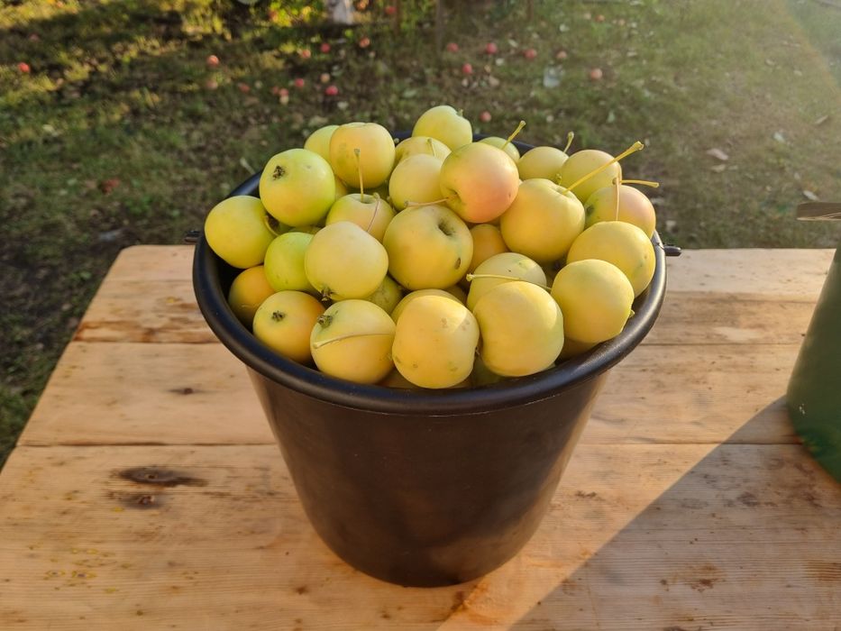 Продам дачные яблочки