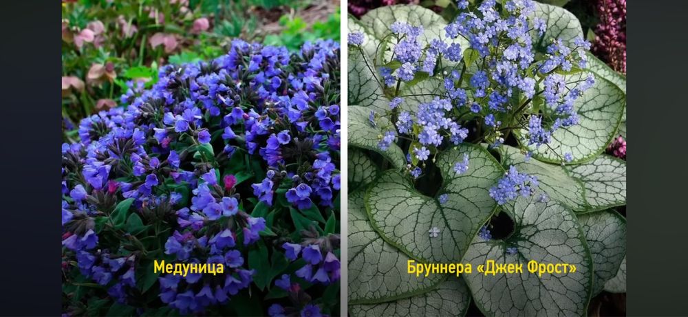 Ландшафт газон елки