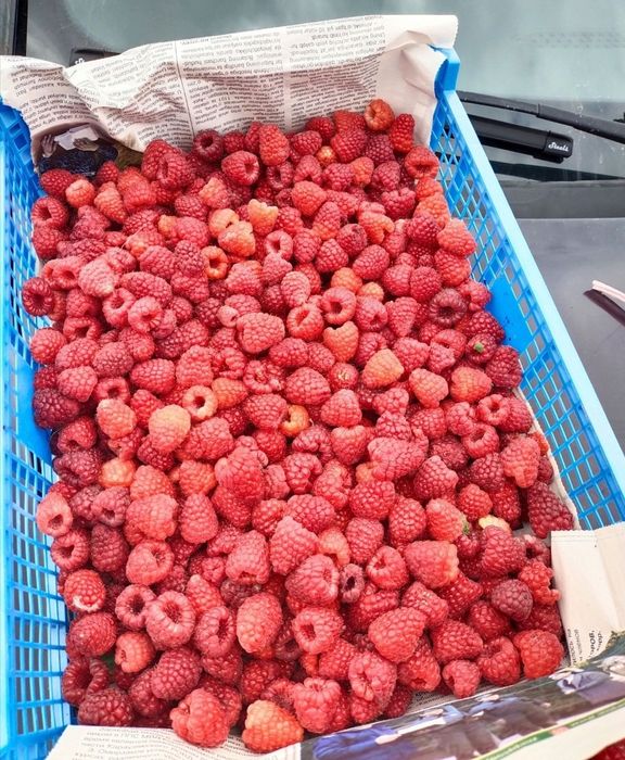 Продам саженцы малины  карамелька