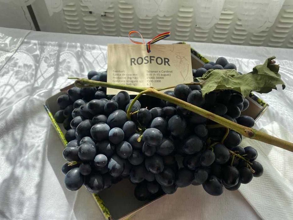 Struguri de masa cu bob mare calitatea 1 albi/rosii