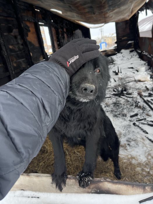 Собака,на пристройство