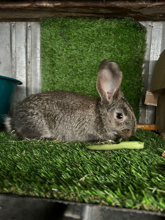 Крольчата фландер.