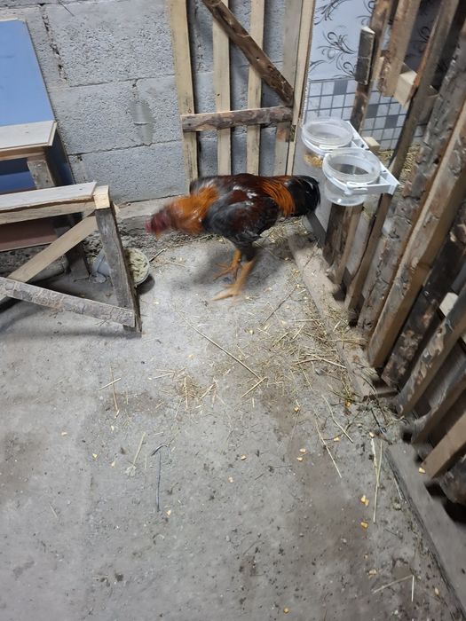 Продам петуха жужик