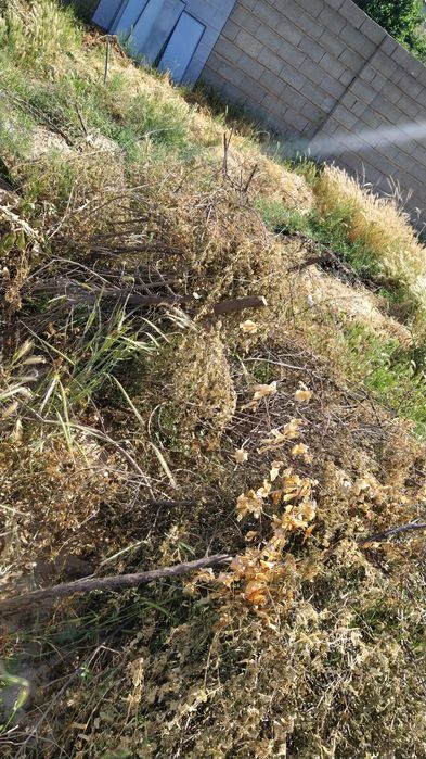 Тегін отын, көктемде кесілген