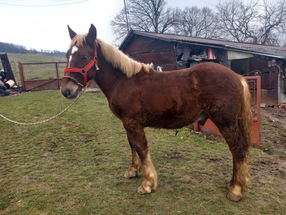 De vanzare manz de 10 luni din armasar Fitero