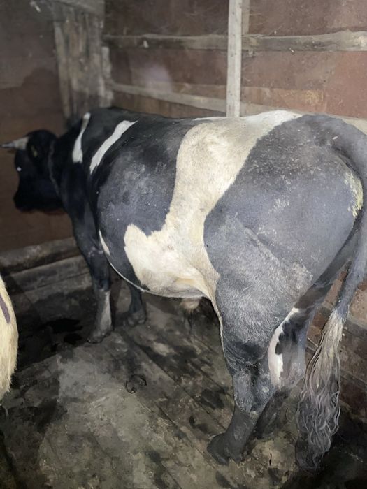 Продам быков.