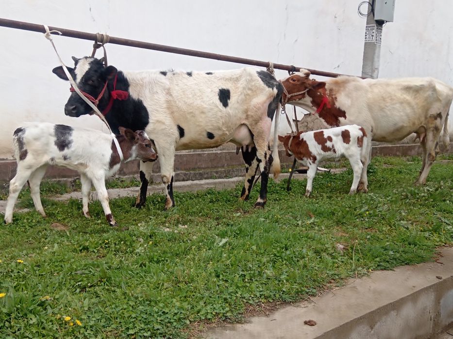 Ona bola bolasi smintal