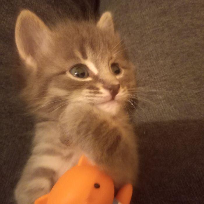 Котёнок один месяц девочка