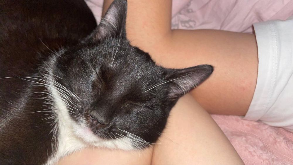 черный и белый кошка