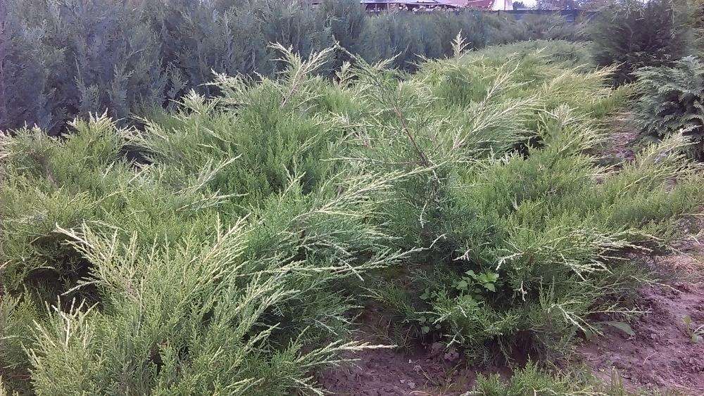 ienupar tarator argintiu