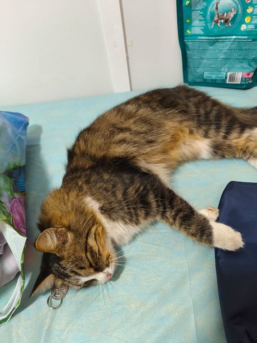 Кошечка ищет дом
