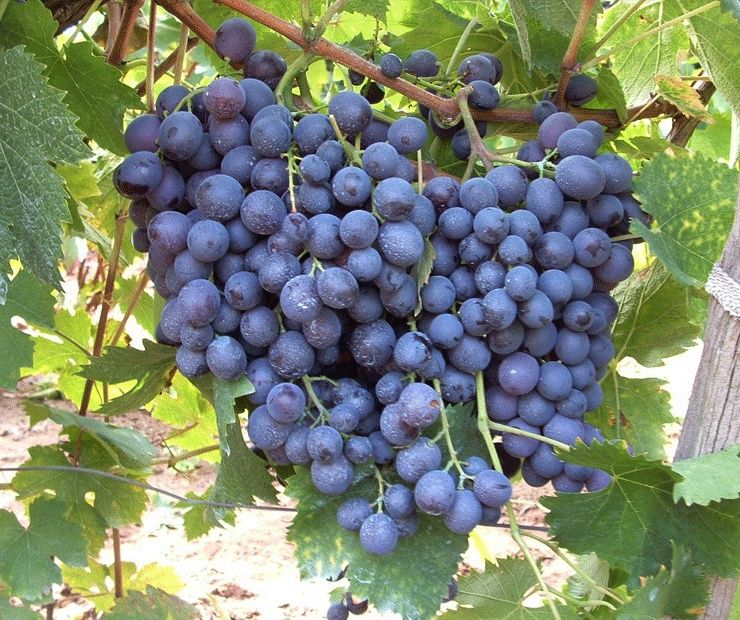 Vita De Vie DE Masa Soiuri Negre