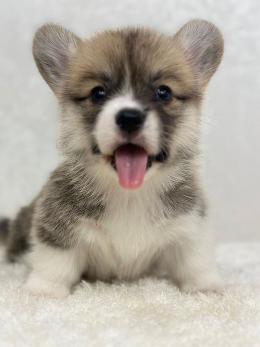 Супер щеночки вельш корги