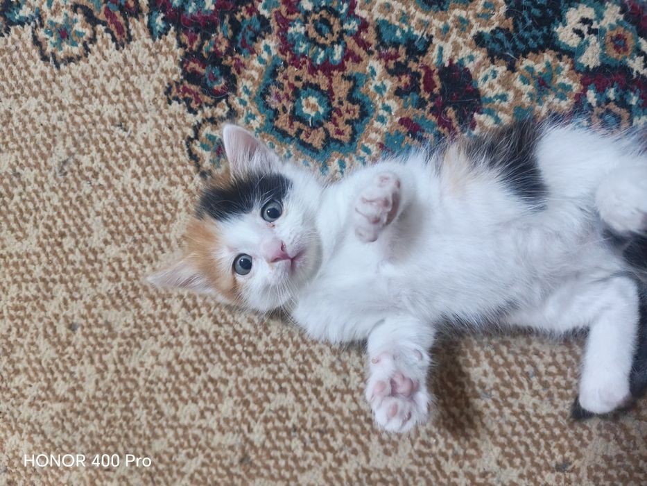 Отдам в хорошие руки