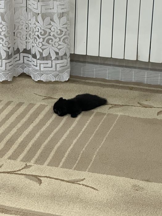 Веслоухий котенок