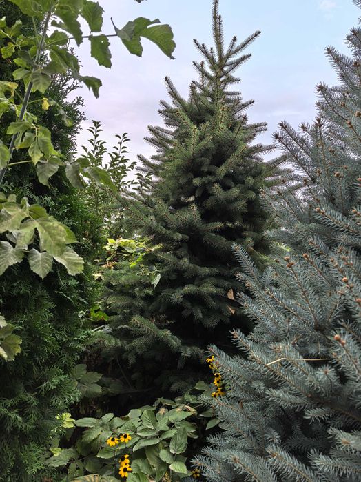 Продаются шикарные елки