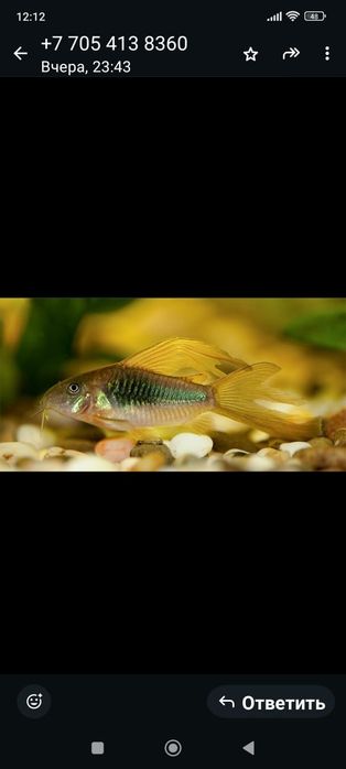 Рыбки для акварюма