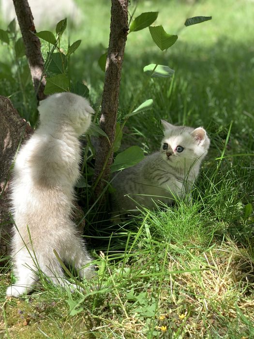 Британские серебристые котята