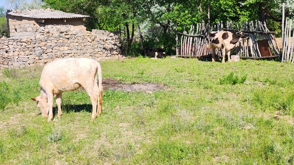 Сиыр  қашарлар сатылады.