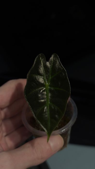 Продам растения детки алоказий