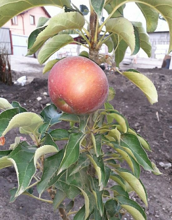 Pomi columnari calitate superioara