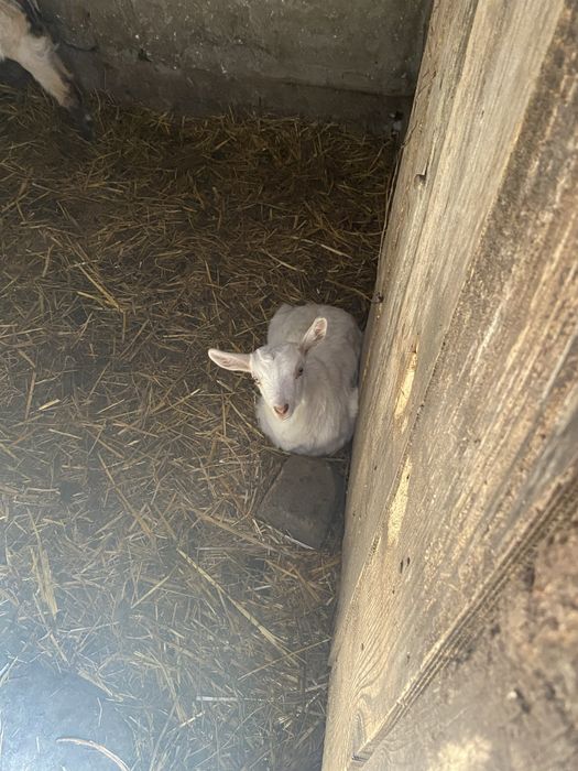 Capre cu iezi de vanzare