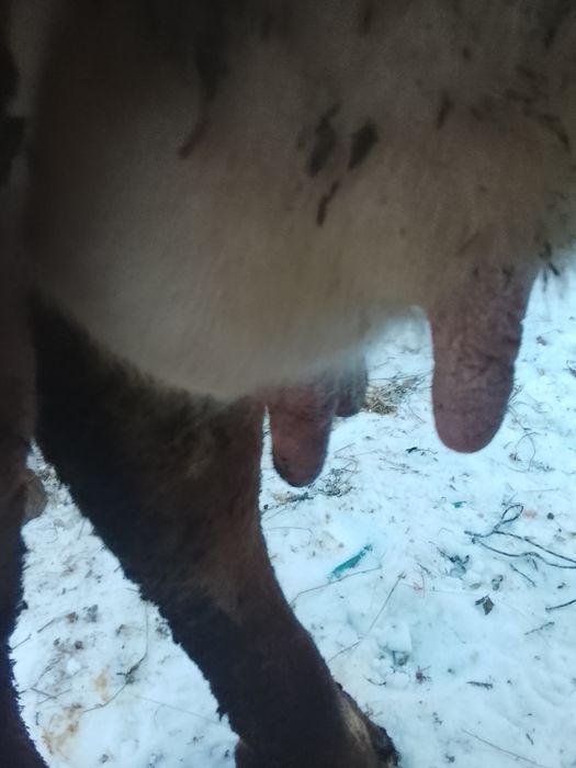 Vnd vaca bruna gestante an 8 luni SI jumătate SI vine cu al 4 vițel ai