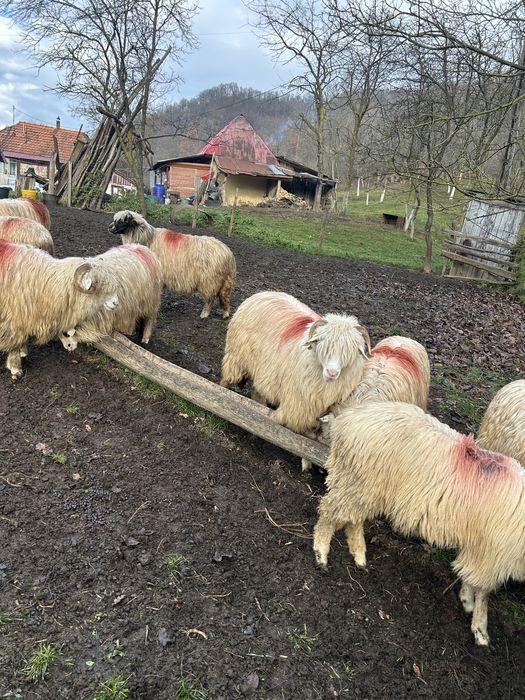 Vând oi tinere de afata