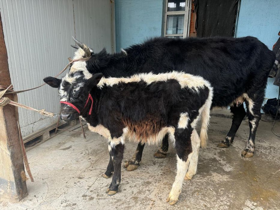 Қара Шимай Қашар үшінші тума