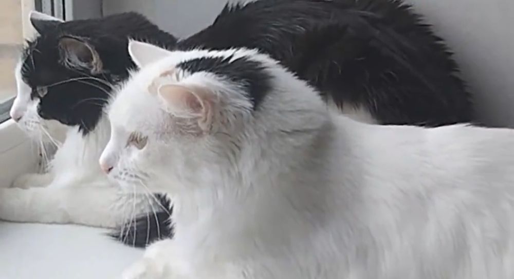 Отдам стерилизованных кошек