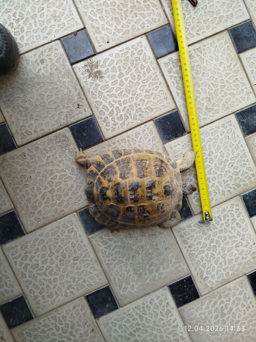 Тошбака сотилади