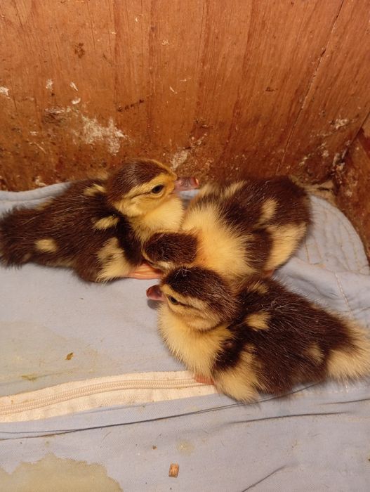 Продам индоутят.