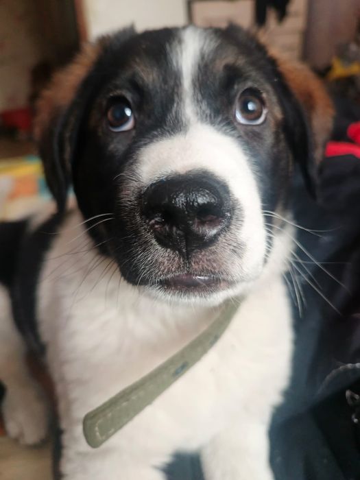 Отдадим щенка полтора месяца в добрые руки