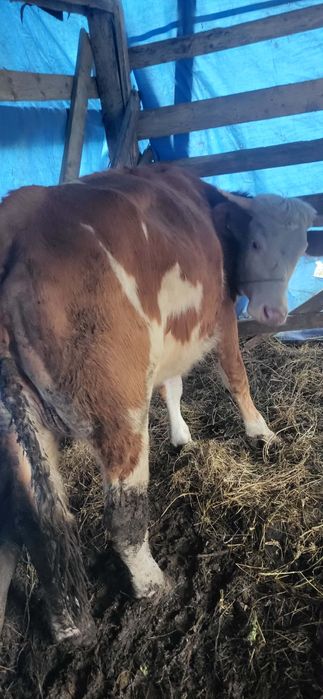 Vaci cu vitel de vânzare