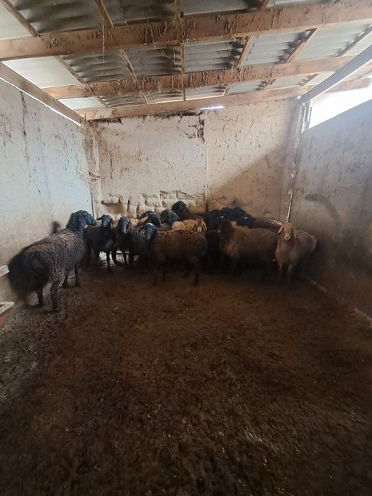 Ургашы токтылар союга