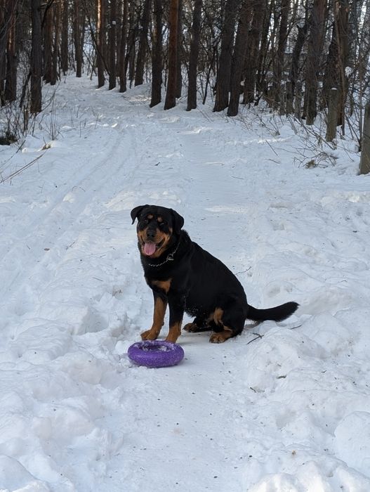 Молодой Ротвейлер  Плутон ищет девочку