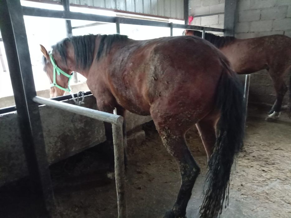 Бордакы кунандар семыз