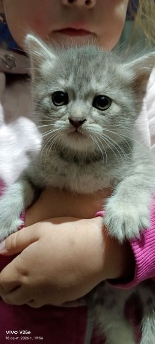 Отдам котят в хорошие руки