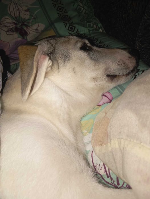 В добрые хорошие руки.