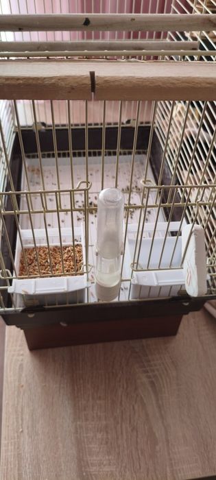 Попугай с клеткой