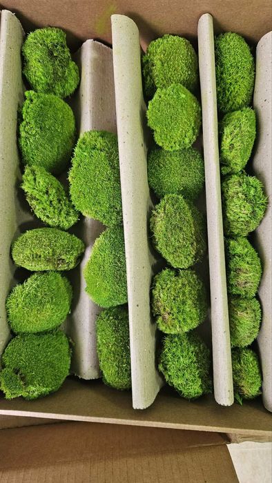 Топчест скандинавски мъх